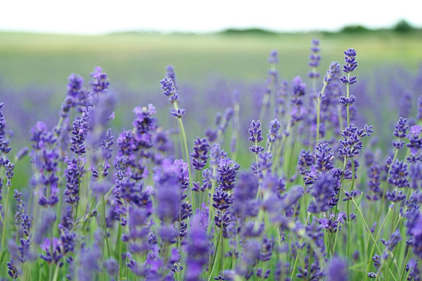 Photo by Annie Spratt lavender flower field blooms at daytime